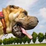 涎（よだれ）を垂れる犬