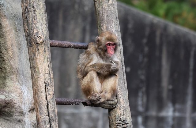 梯子（はしご）で休憩する猿