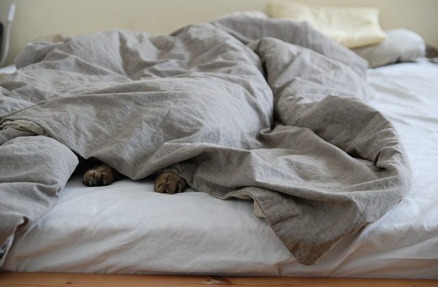 ベッドで衾にくるまる猫