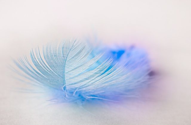 青い鳥の羽