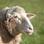 牧場の羊
